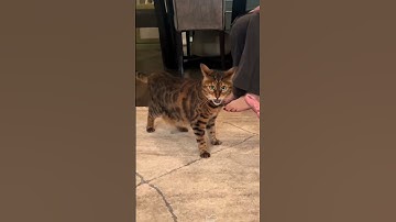 Part 13 #funny #cat#BehindTheScenes