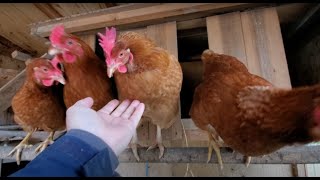 鶯練習中、鶏は出せ出せ、ゴールデンレトリバーは食べさせろ? 鶯練習中、鶏は出せ出せ、ゴールデンレトリバーは食べさせろ?