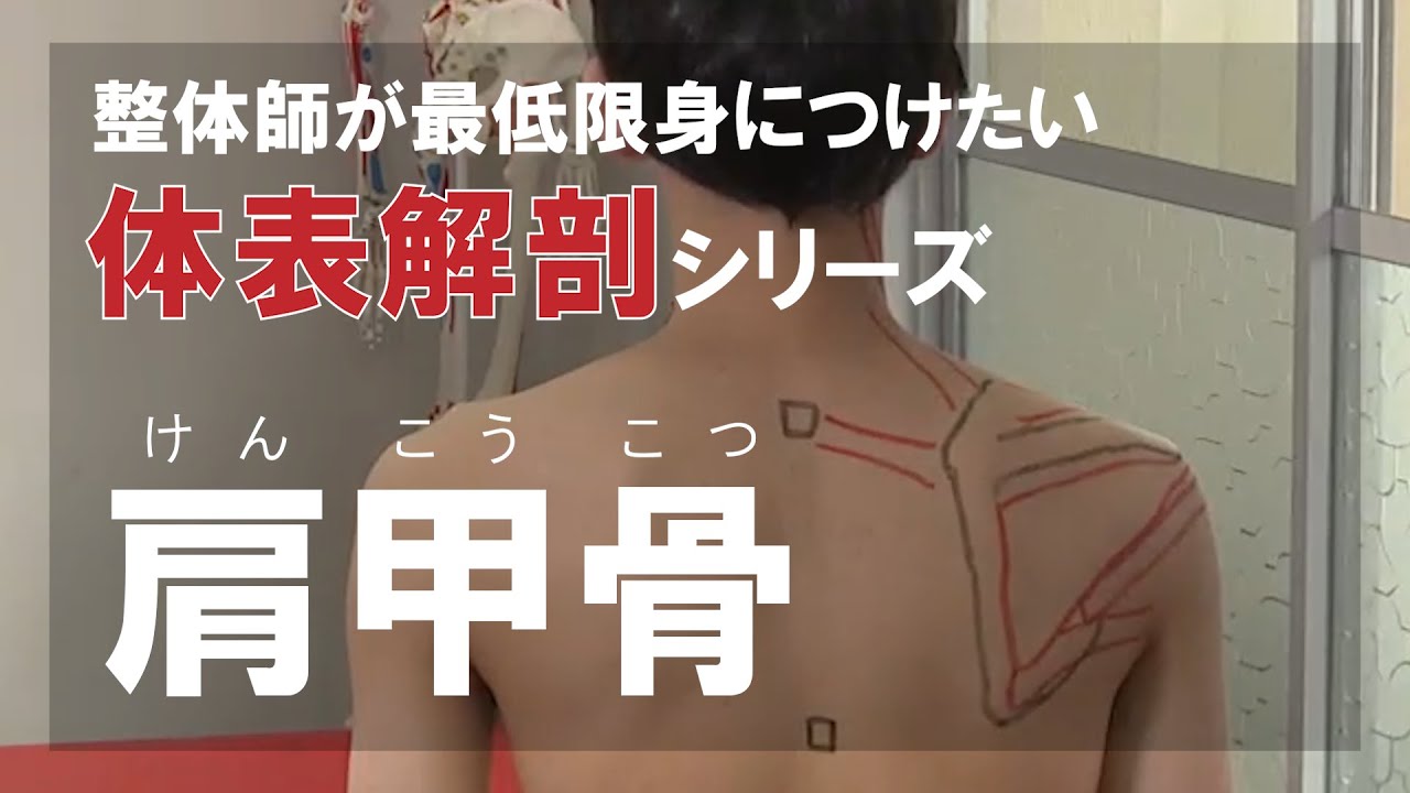肩甲骨【メディカル整体アカデミー】 