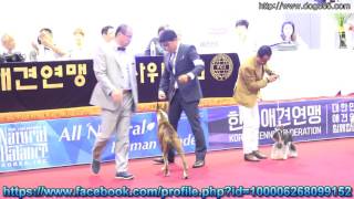 2016.06.19 SEOUL FCI INTERNATIONAL DOG SHOW & AKU CHAMPIONSHIP DOG ...