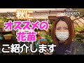 社長オススメ植物　花苗　秋　１０月下旬　育て方　ポイント　秋のガーデニング【おうちでガーデニング】開花園チャンネル