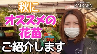 社長オススメ植物　花苗　秋　１０月下旬　育て方　ポイント　秋のガーデニング【おうちでガーデニング】開花園チャンネル