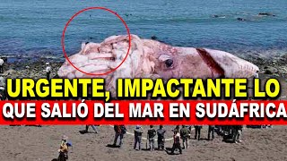 Imágenes impactantes! Mira, lo que acaba de salir del Mar en Sudáfrica Hoy