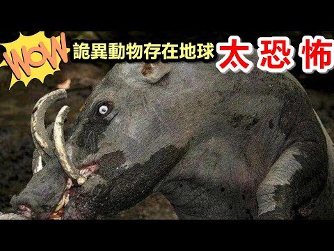 盤點5個詭異動物，不敢相信竟然存在地球上，太可怕了！