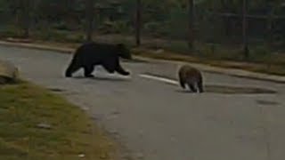 喧嘩 クマ Vs サル Bears And Monkeys To Fight Youtube