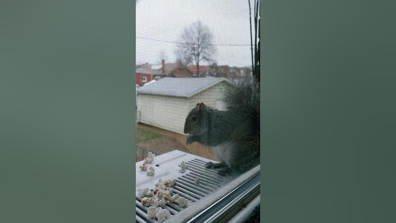 Popcorn eating squirrel (Valentina Ingracia) YouTube