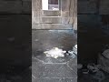Jai Laxmi Narayan 🙏🏼||the source Godavari River temple#nashik #viral #vlog  #travelwithtapu