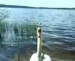 hungry swan (голодный лебедь)