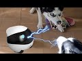 Reacción de mis huskies Max y Bombón al ROBOT EBO SE ¡Creen que es su JUGUETE! / Vídeos de perros