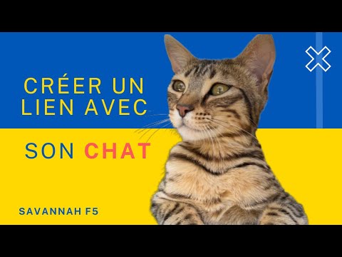 Vidéo: 6 façons de gérer correctement un chat agressif