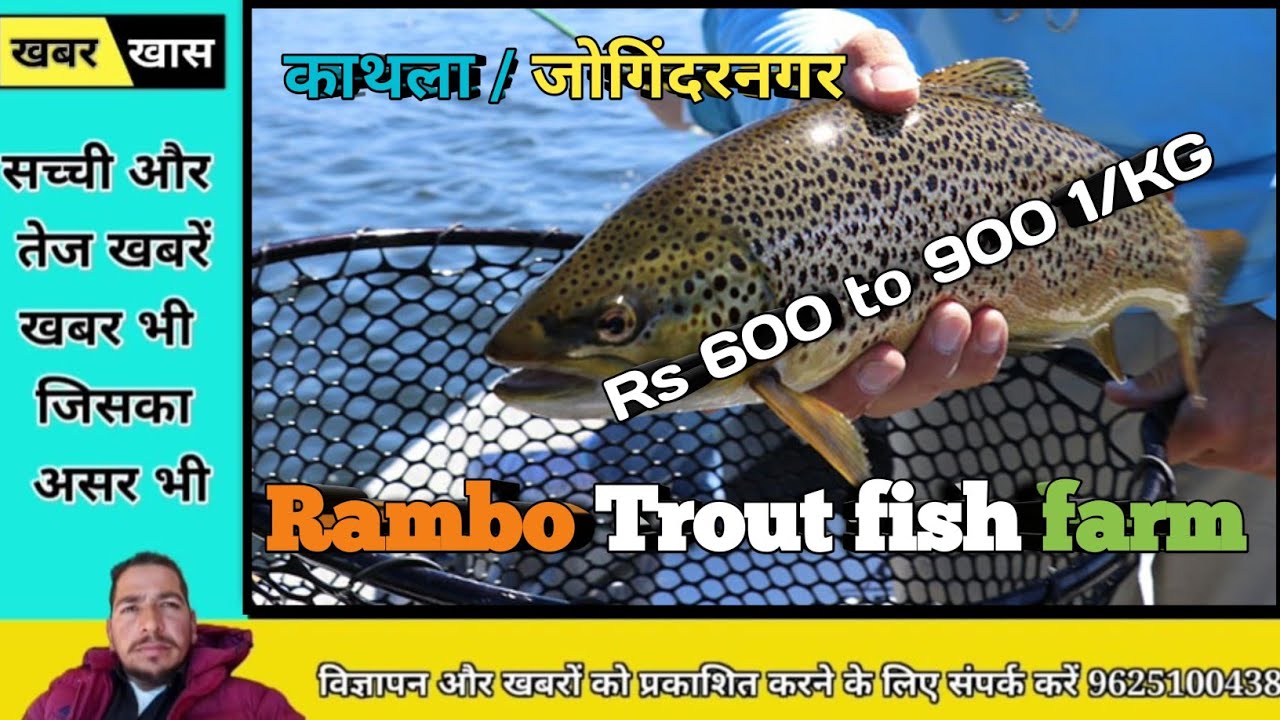 Rambo Trout fish farm । joginder nagar kathla। cold fish trout । Rs 600 to 900 1/KG
