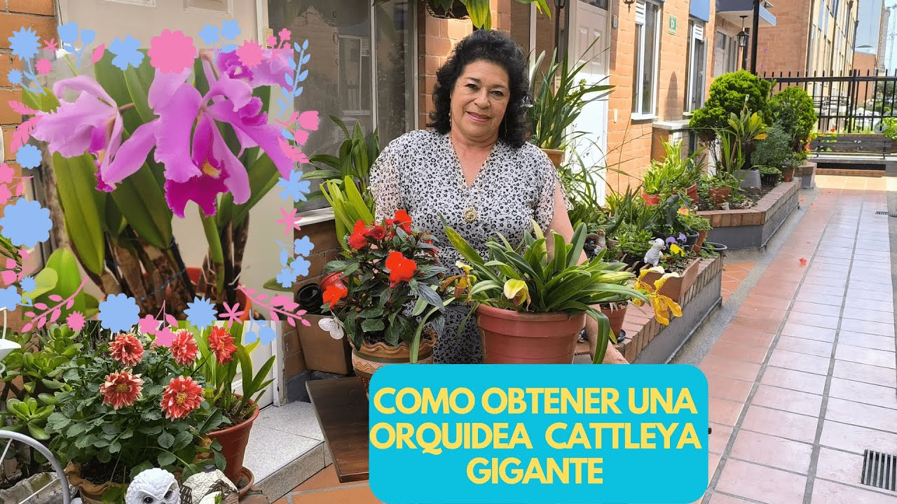 COMO OBTENER UNA ORQUIDEA CATTLEYA GIGANTE