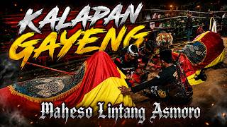 KALAPAN GAYENG PENONTON PECAH‼️ MAHESO LINTANG ASMORO BIKIN ONAR KALAPAN GEGER GEDEN PANJAK SEMBURAT