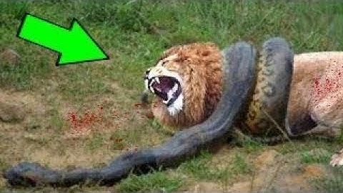 Lion Vs Python  Big Cat Vs Python Fight To Death   Leopard Vs Python   Wild Animals Attack