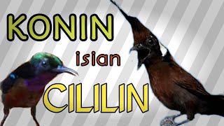 KONIN ISIAN CILILIN GACOR