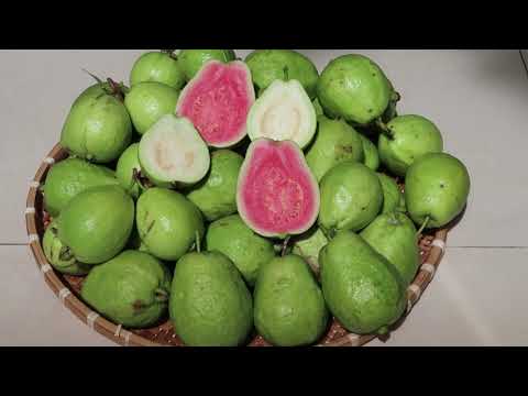 Video [130 - Q9HCM] Thu hoạch ổi Trân Châu ruột đỏ và ổi Tứ... - youtube