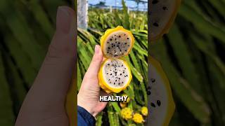 Dragon Fruit Growing on Cactus 🌵 Amazing Nature #PlantFacts