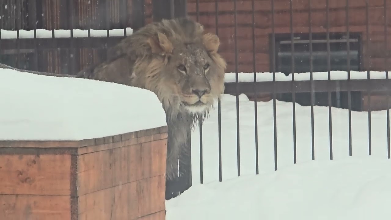 Непослушный ШарХан:  с посетителями побегал, напал на посетителя, кухтылю лапой поддал 10.01.2026
