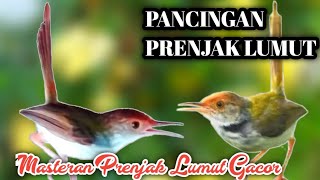 Pancingan Prenjak Lumut Agar Bunyi Ampuh Untuk Pancingan Prenjak Lumut Bahan