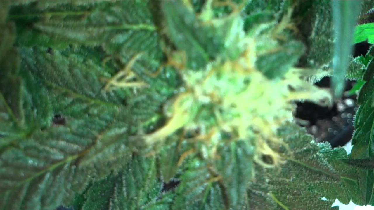 Marijuana plants day 78(Flowering day 45)