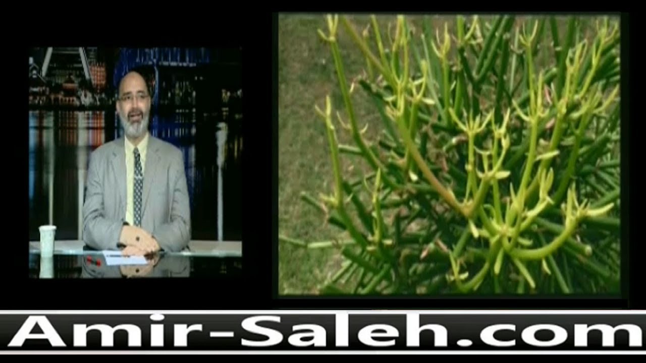 علاج الزوائد الجلدية بإستخدام صبار القلم الرصاص أو صبار الشمعدان | الدكتور أمير صالح