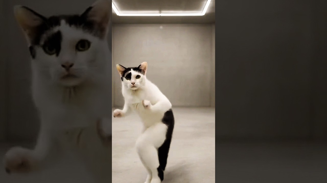 cat funny dance 💃