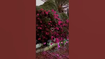 قران كريم بصوت جميل و تلاوه جميله جذاً 🌱🤍 #اكسبلور_فولو #لايك #حالات #اكسبلور #ستوريات #قرآن