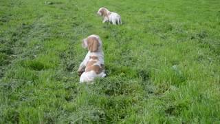 puppy bracco italiano kennel 'Rus DE'Viaro'2