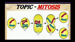 Mitosis ppt, concept map and biological rangoli | biology