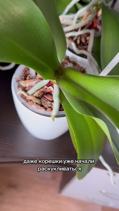 Живое удобрение для орхидей от Экодачник🌿 - YouTube