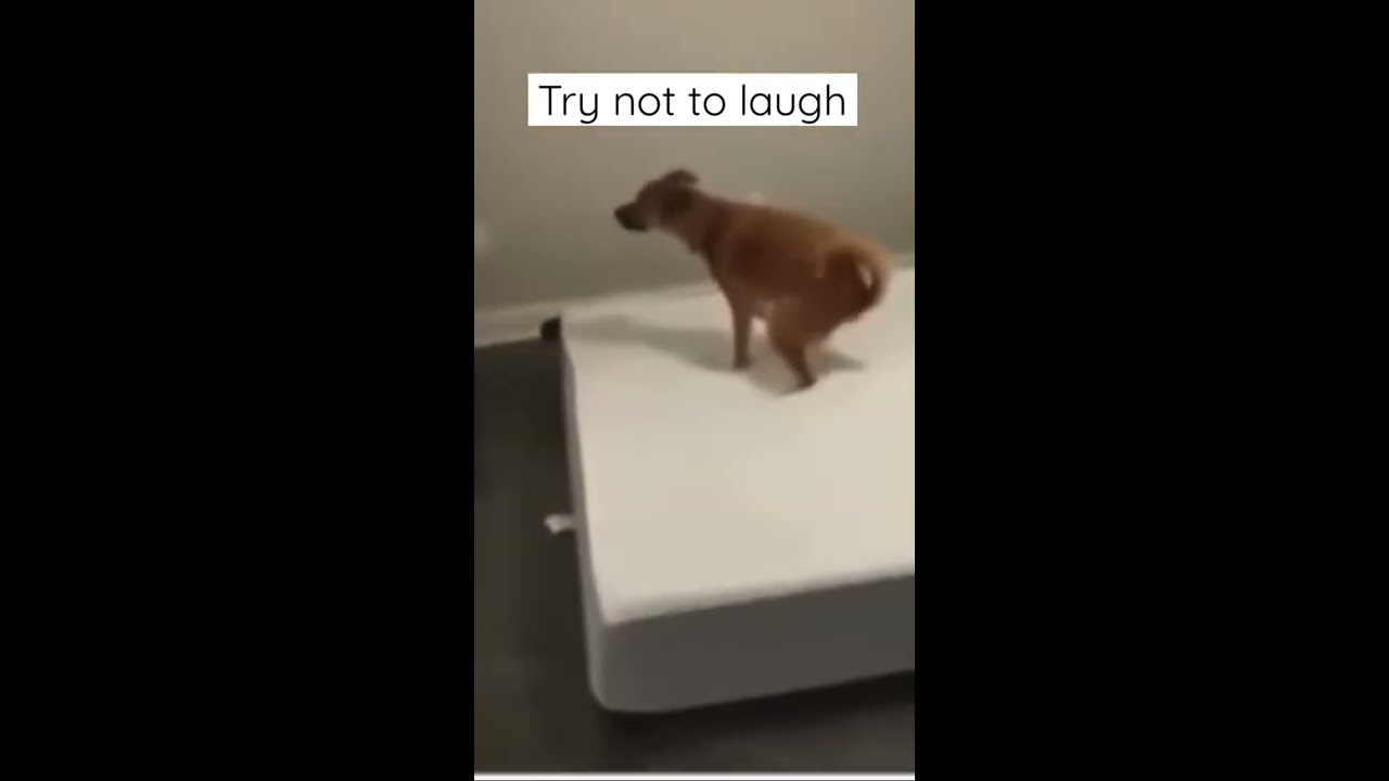 Try Not To Laugh Impossible