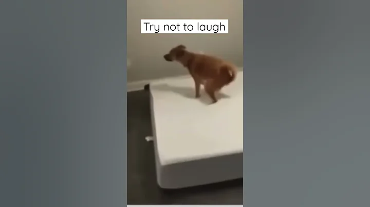 Try not to laugh -impossible