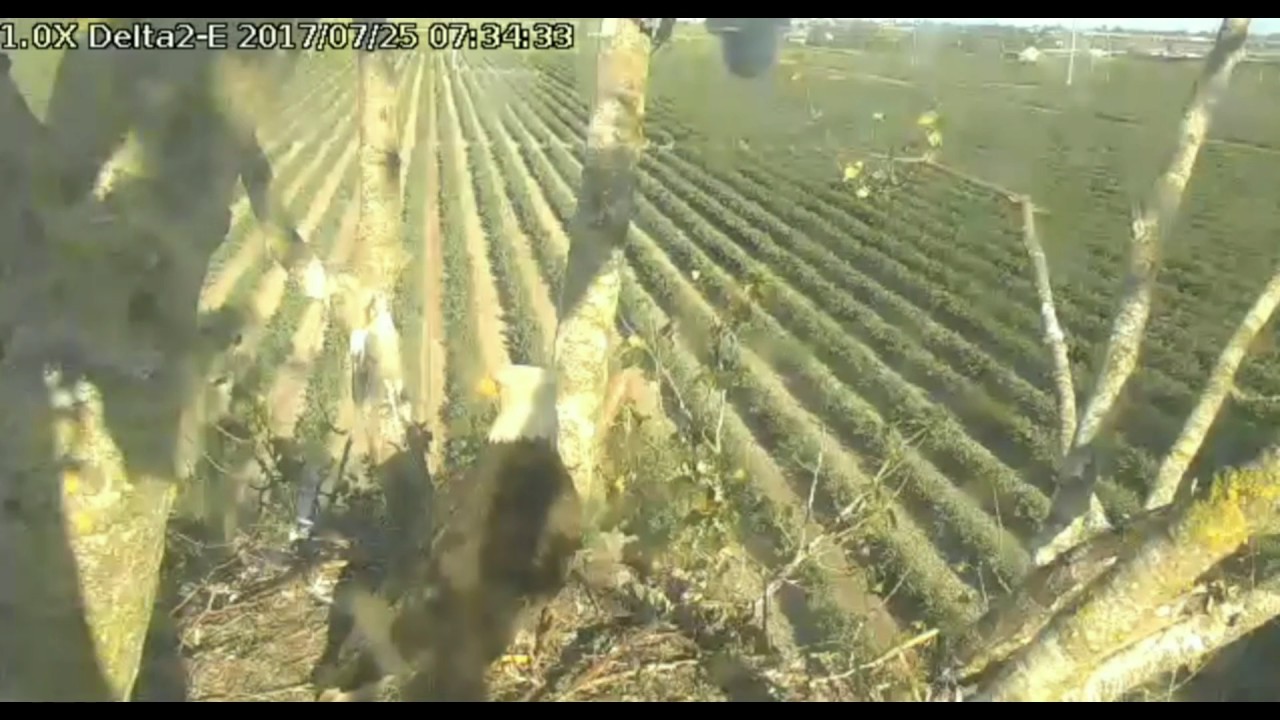 bald eagles in wisconsin Delta 2 EAST 7:24am to 7:51am Jul 25, 2017 Parents at the nest