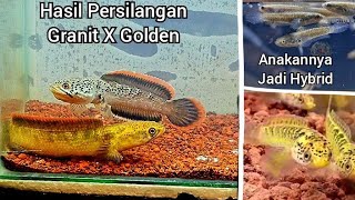 INI DIA HASIL DARI PERKAWINAN CHANNA GRANIT X GOLDEN