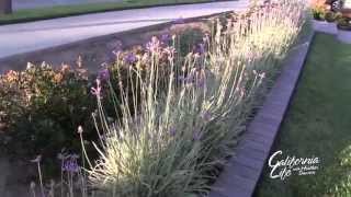 California Life | 25 Ways to Save Water & Your Landscaping During California's Historic Drought