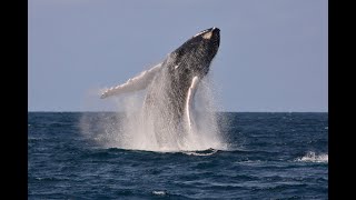 The Humpbacks of Cabo Verde
