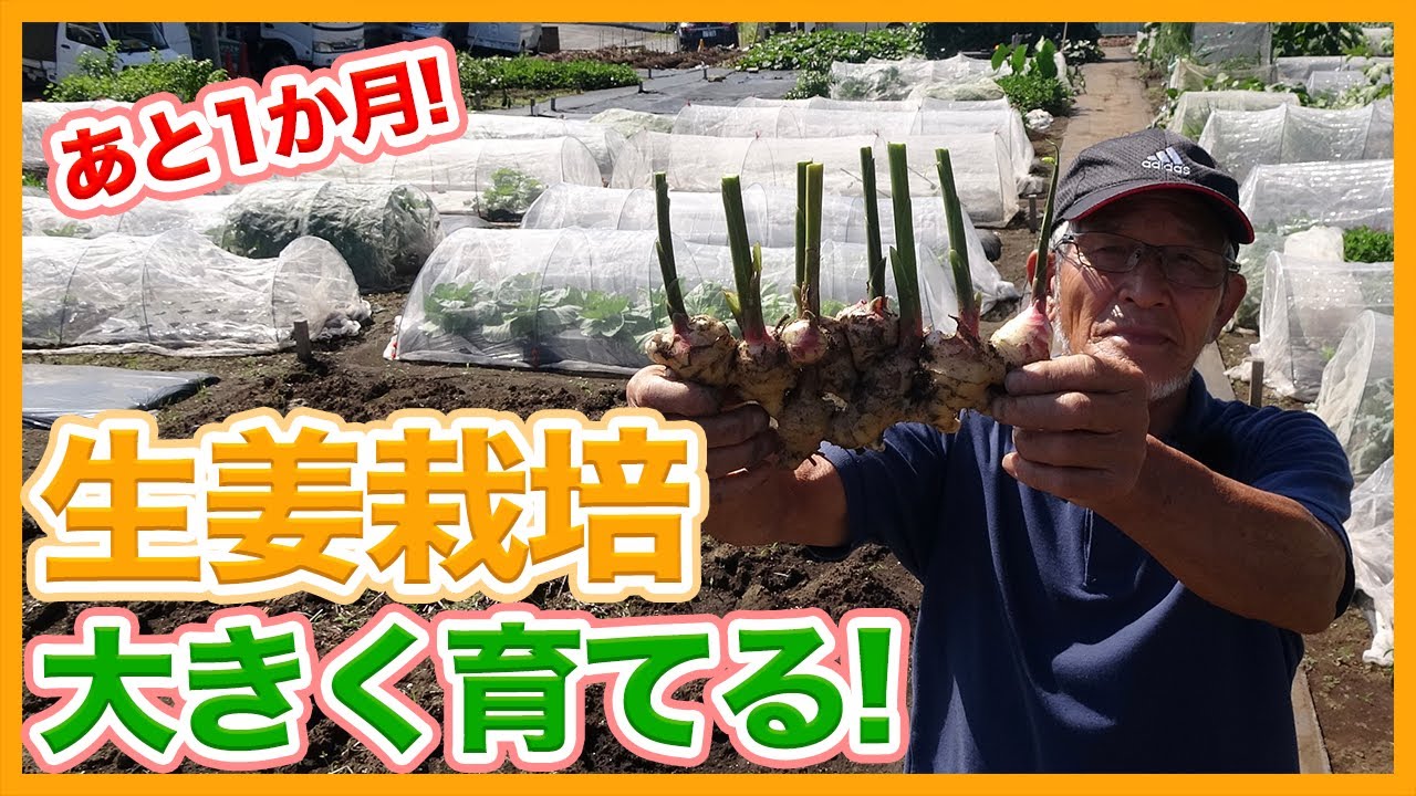 How to Grow Ginger Until the Last Minute of Harvest, Learned from