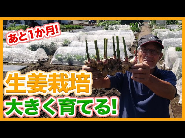 How to Grow Ginger Until the Last Minute of Harvest, Learned from