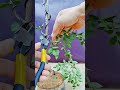 Short Succulent DX 00013 #bonsai #branch #plant