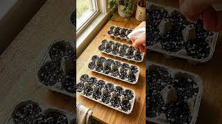 Don't Throw Away Your Egg Cartons! 🌱 Brilliant Seed Starting Hack
