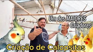 CONHEÇA Um dos Maiores Criadores de Calopsitas do Brasil 🕊