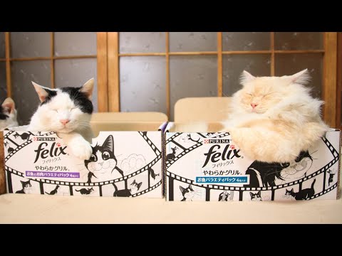 Felixの箱とねこ　210527