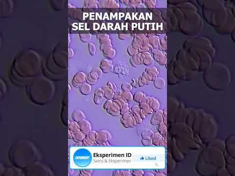 Beginilah wujud sel