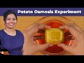 Osmosis Experiment