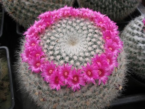 Video: Fluffy Cactus (27 Bilder): Typer Hårete Eller Shaggy Cactus (