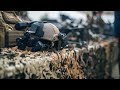 Elite Lithuanian Warriors // 2018 ᴴᴰ