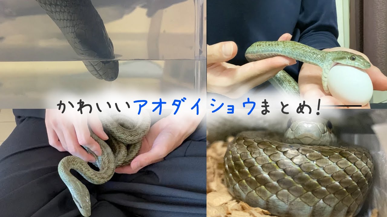 かわいいアオダイショウちゃんまとめ 卵食べる 水飲み 動き方など 蛇の捕食 飼育 Youtube