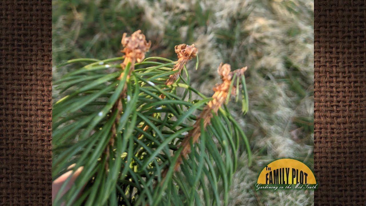 Q&A – Why are my Norway Spruce dropping their tips?