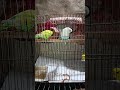 আমার পাখি গুলো ব্রিডিং করে না কেন #nurvlogs242 #birds #talkingparot #storybird