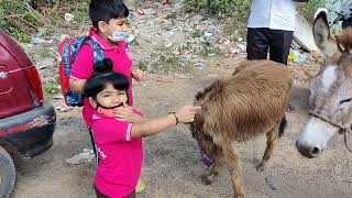 Imu Donkey And Foal For 1St Time On The Way To School